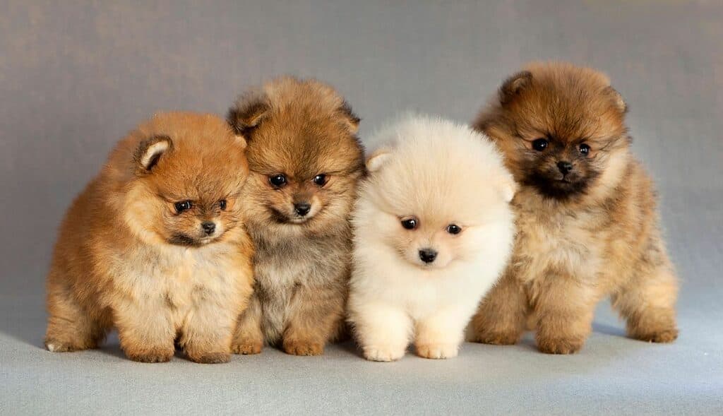 Four Pomeranian puppies on gray background. The average Pomeranian weighs four to seven pounds.
