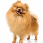 Pomeranian on white background. Pomeranians are high-energy dogs that are known for their loyalty.