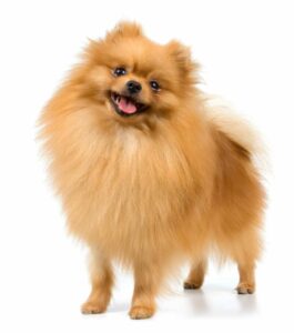Pomeranian on white background. Pomeranians are high-energy dogs that are known for their loyalty.