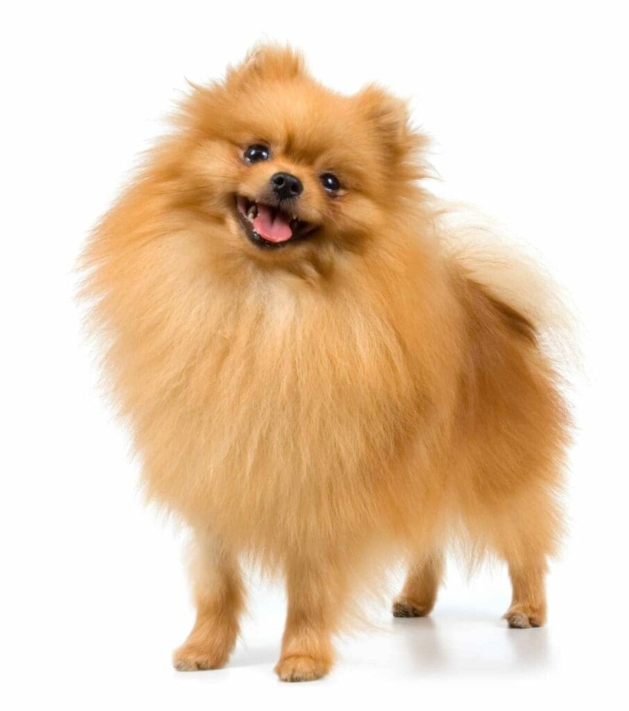 Pomeranian on white background. Pomeranians are high-energy dogs that are known for their loyalty.