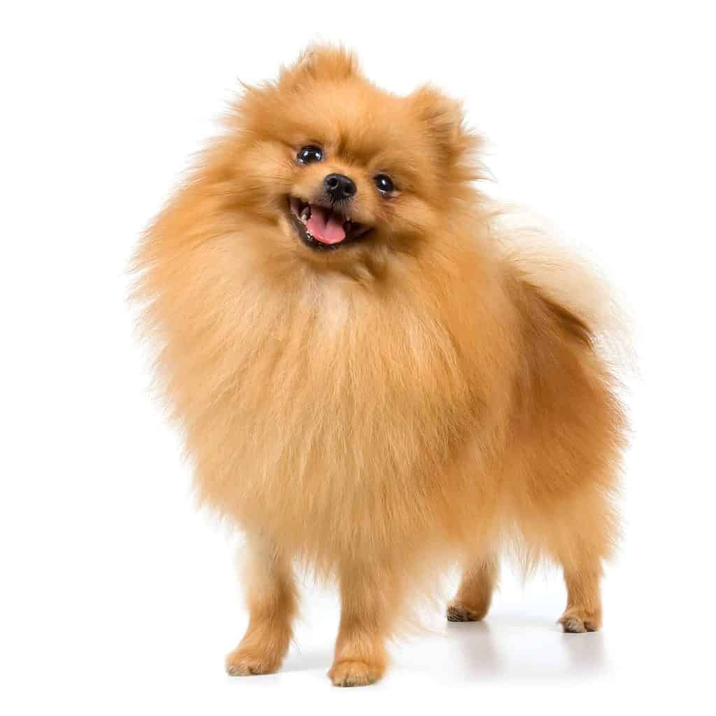 Pomeranian: Adorable, high-spirited, entertaining, and loyal