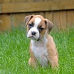 Boxer puppy in fenced yard. Puppy potty training takes months of patience and love. Dogs want to make their owners happy and will learn to go potty with the proper routine and positive reinforcement.