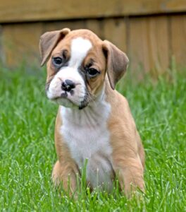 Boxer puppy in fenced yard. Puppy potty training takes months of patience and love. Dogs want to make their owners happy and will learn to go potty with the proper routine and positive reinforcement.