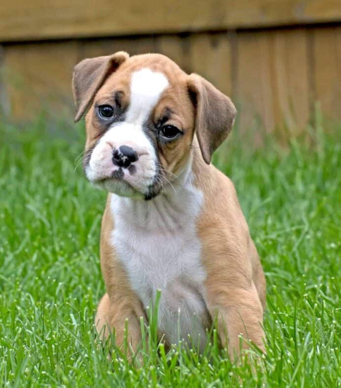 Boxer puppy in fenced yard. Puppy potty training takes patience and love. 