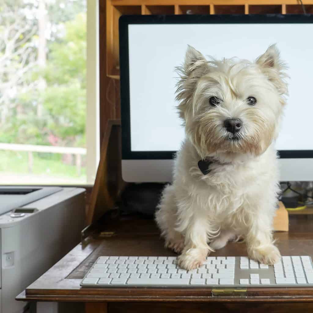 Westie sits on the desk in the home office. Remote workers resist returning to work because they don't want to leave their dogs behind.