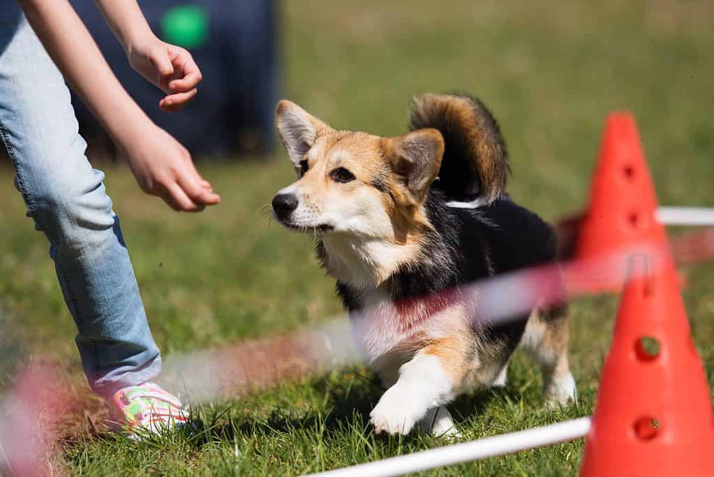 Older corgi with agility jumps. Try at-home agility if your dog is getting older but seems fit and healthy. You can guide your dog through a mini agility course using gestures and treats.