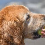 Senior golden retriever plays fetch. Help senior dogs play by making a few adjustments to help your aging furry friends stay active and enjoy their golden years.