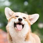 Happy Cardigan Welsh Corgi squints while smiling. Dogs squint their eyes to appease their owners, so it's typically a friendly expression.