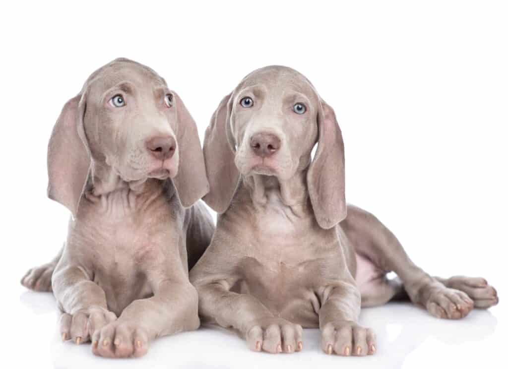 Pair of Weimaraner puppies on white background. Weimaraner puppies are loving, affectionate, and just the right amount of protective towards their owners and families.