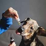 Owner gives dog CBD oil. CBD regulations are ever-evolving and can be confusing, especially concerning pets. Stay up-to-date to give your pet the best care.