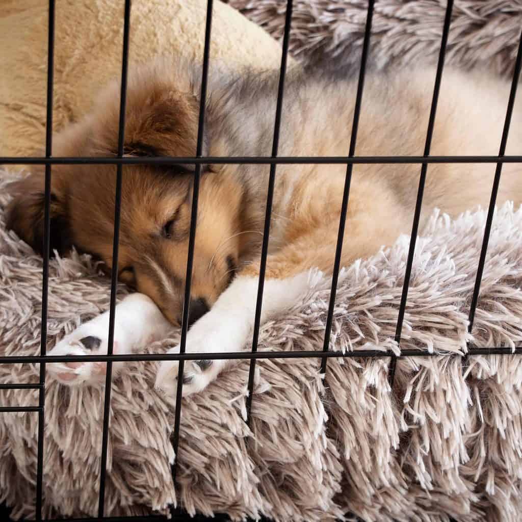 Australian Shepherd puppy sleeps in a crate. Use consistency and discipline to crate train a puppy. This helps your dog develop independence and creates a safe space.