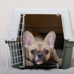 French bulldog peeks out of crate. Crate train a puppy to help keep your dog safe.