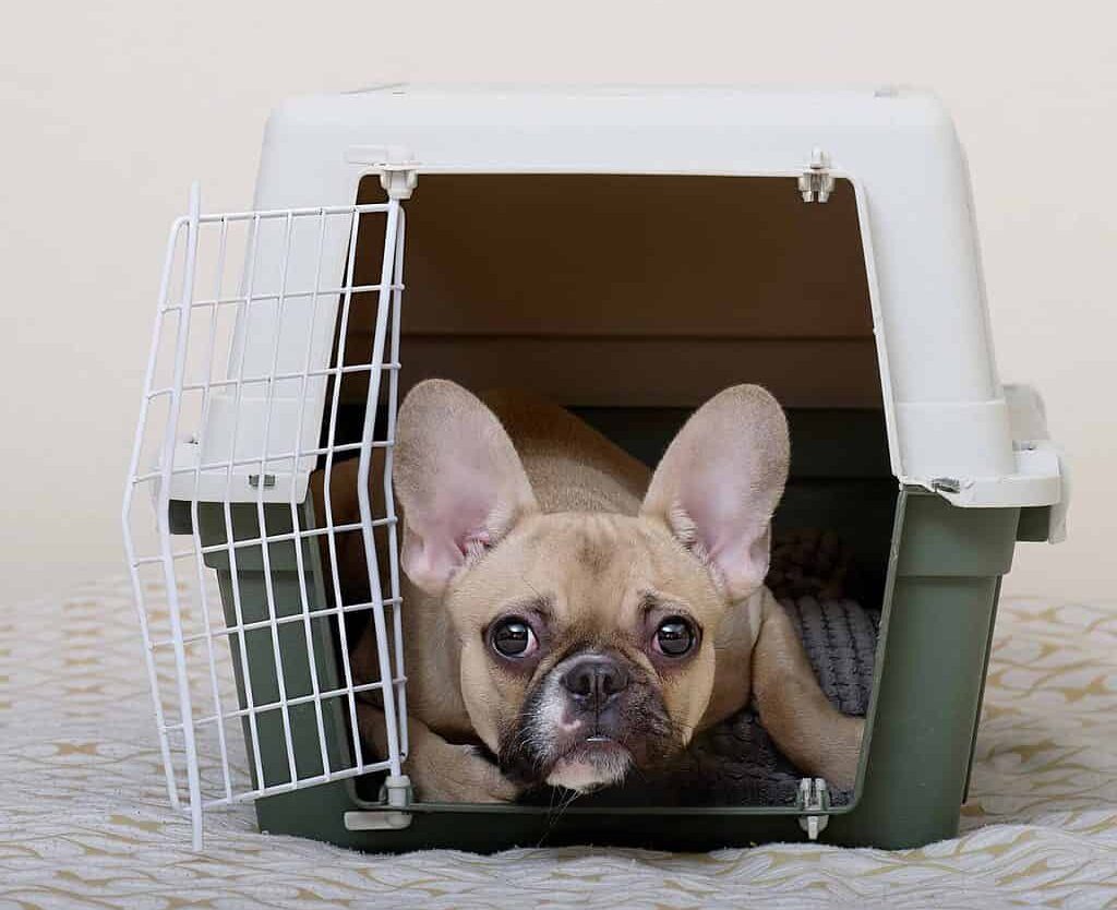 French bulldog peeks out of crate. Crate train a puppy to help keep your dog safe.
