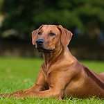The Rhodesian ridgeback is known for its ability to track large game, and the breed's unique ridge of hair on its back is a defining feature.