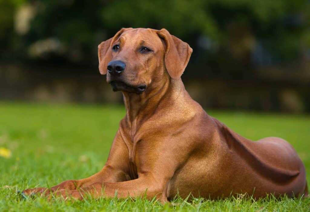 The Rhodesian ridgeback is known for its ability to track large game, and the breed's unique ridge of hair on its back is a defining feature.