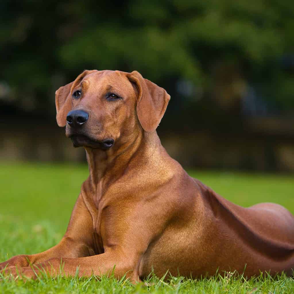 The Rhodesian ridgeback is known for its ability to track large game, and the breed's unique ridge of hair on its back is a defining feature.