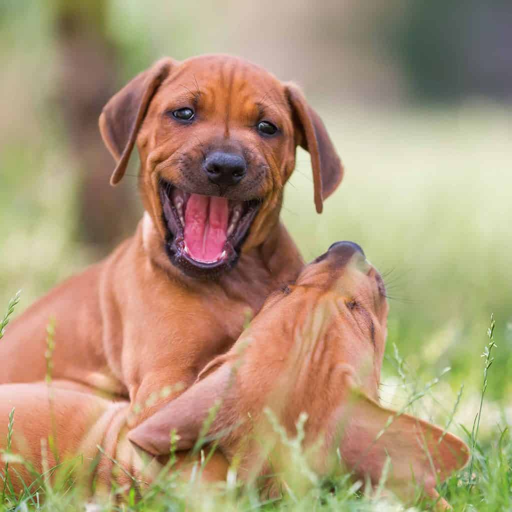 Pair of playful Rhodesian ridgeback puppies wrestle in the grass. Rhodesian ridgeback puppies should not be taken on long walks until they mature. Their bones are still developing, and overexertion may result in joint problems.