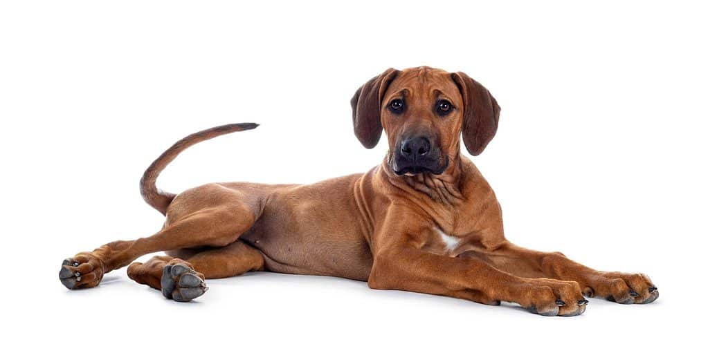 Rhodesian ridgeback dogs need minimal grooming. They have short hair and little to no body odor.