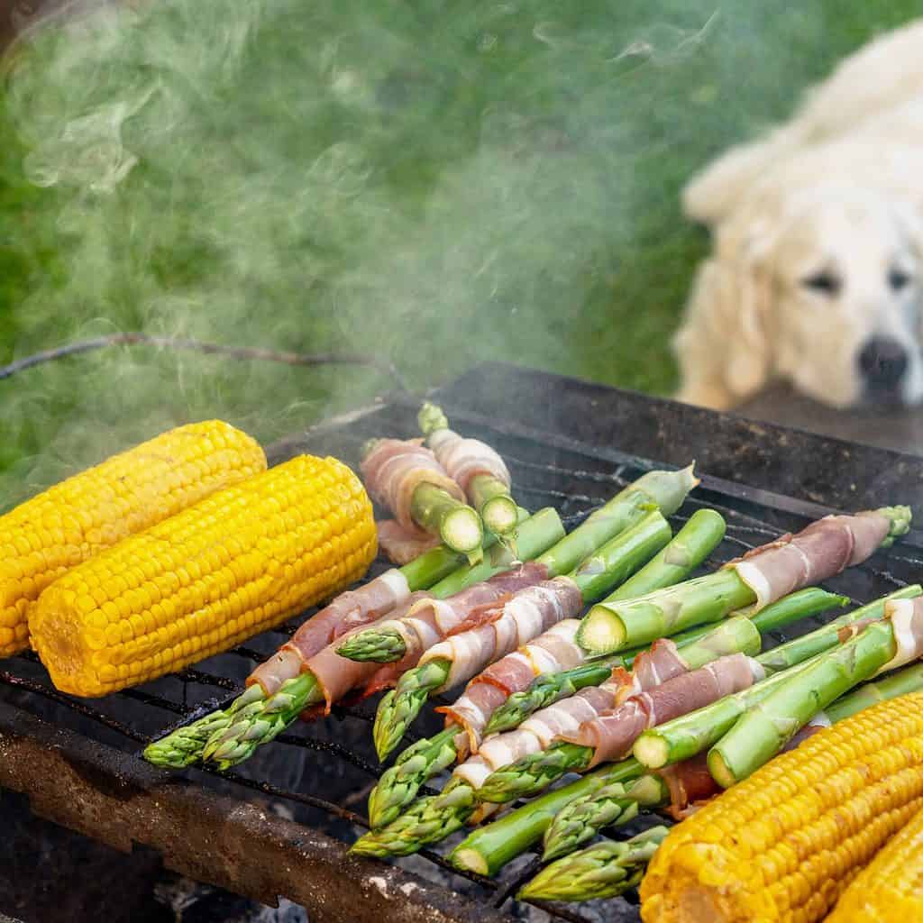 Dog watches while the asparagus is grilled. Before adding nutrient-rich fruits and veggies like asparagus to your dog's diet, be aware that not all human foods are safe for dogs.