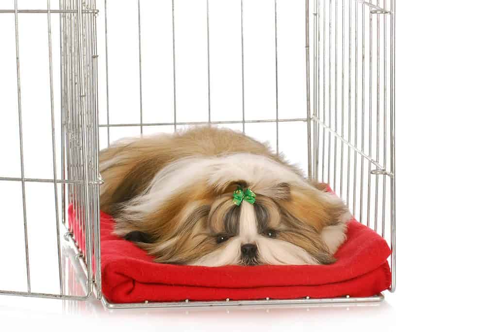Shih Tzu puppy sleeps in crate.