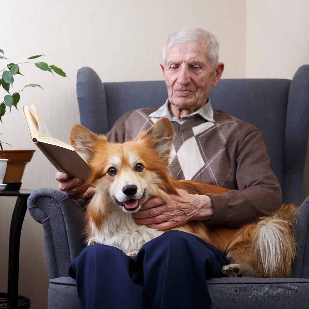 An older man reads while holding Pembroke Welsh Corgi on his lap. Check out our list of the five best breeds for older adults to find your perfect companion for your golden years.