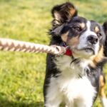 Border Collie pulls against the leash. Having trouble getting your pup to walk on a leash? Use these methods to ensure your furry friend is happy and comfortable on daily walks.