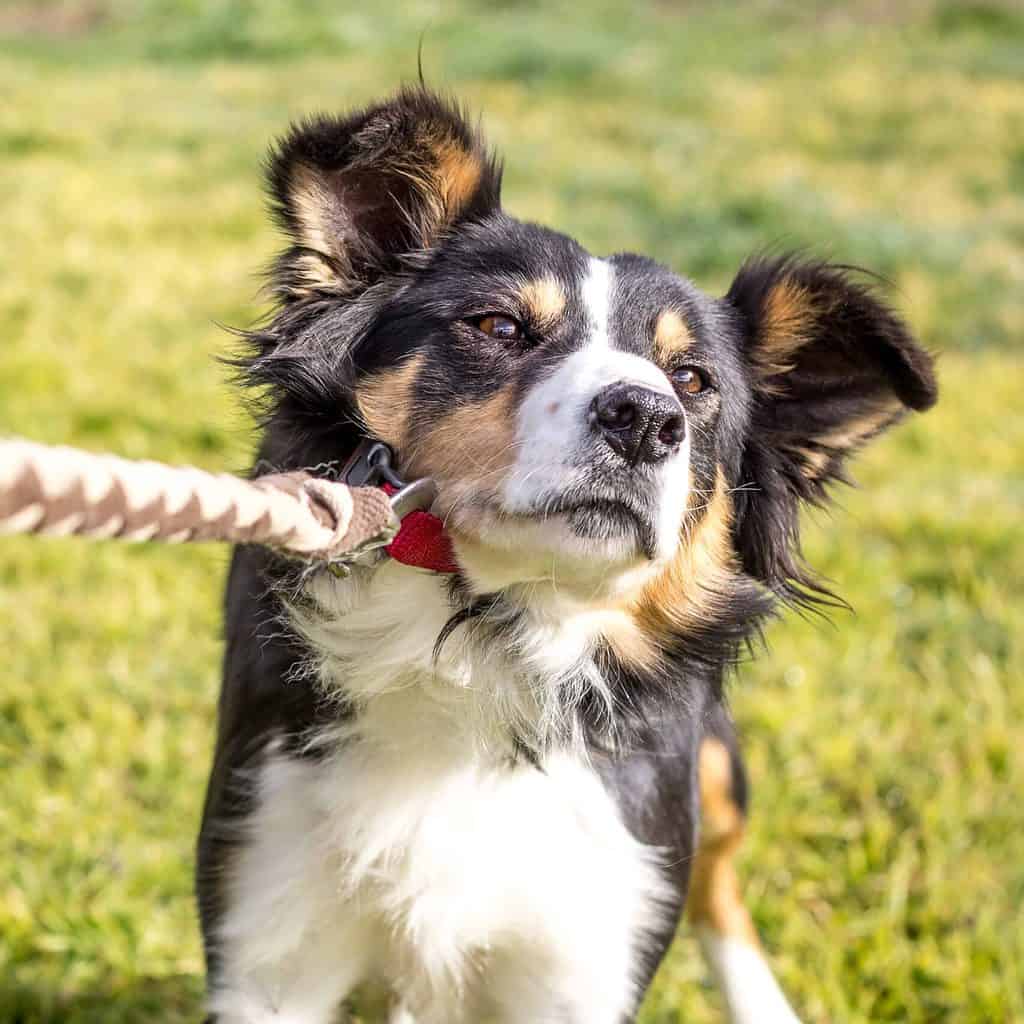 Border Collie pulls against the leash. Having trouble getting your pup to walk on a leash? Use these methods to ensure your furry friend is happy and comfortable on daily walks.