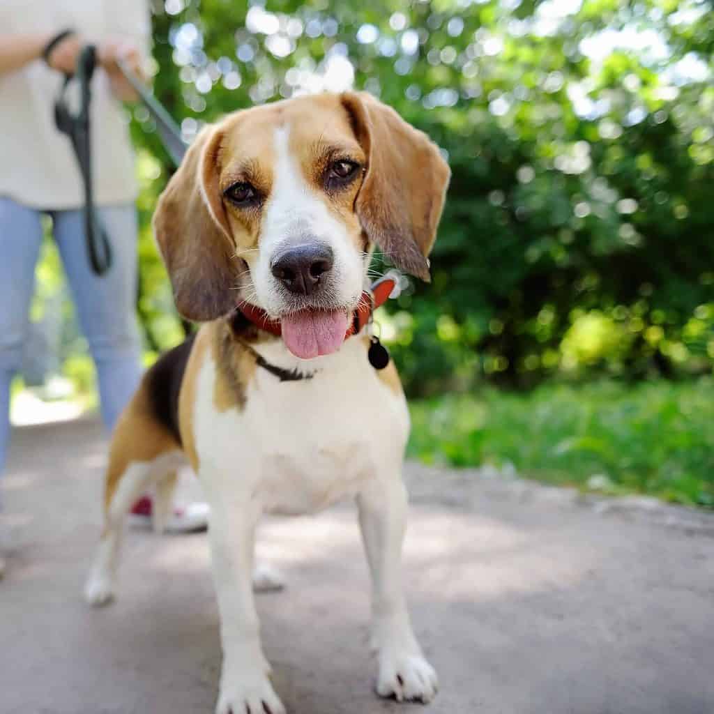 Beagle pulls on the leash. Watch for behavior changes that could drive why your dog doesn't want to walk on a leash. There could be a medical reason behind the misbehavior.
