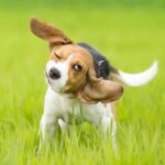 Beagle shakes its head. If your dog is shaking due to a routine or environmental change, it's crucial to address the issue behaviorally.