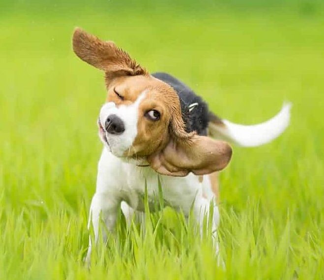 Beagle shakes its head. If your dog is shaking due to a routine or environmental change, it's crucial to address the issue behaviorally.
