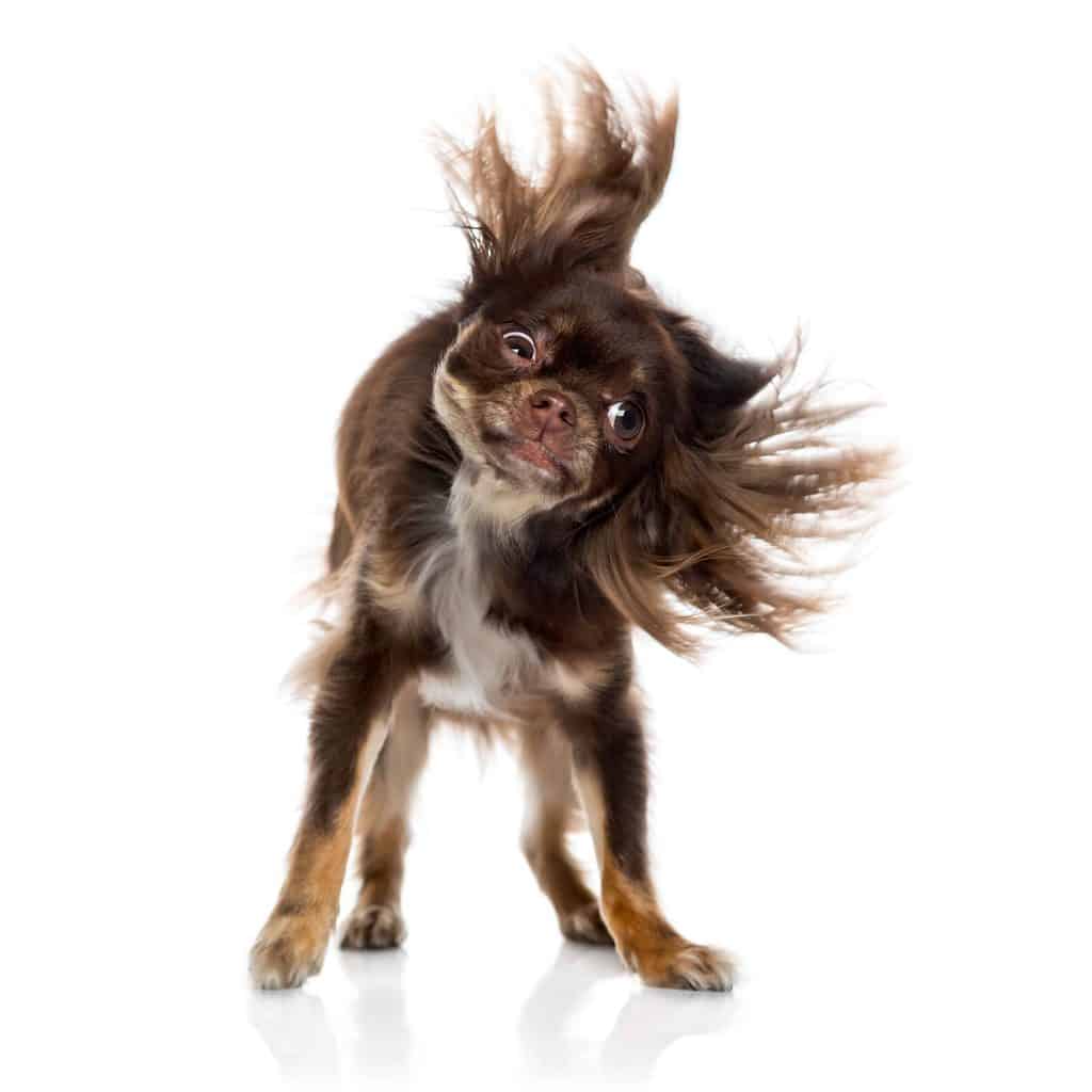 Long hair chihuahua shakes. Determine the reason for dog shaking. Common causes include excitement, behavioral issues, or health problems.