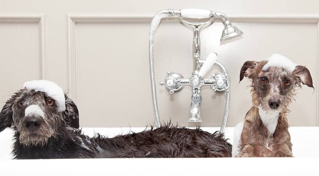 Two dogs in a bath. Prevent mange using good hygiene, boost the immune system, and avoid all contact with infected humans or animals.