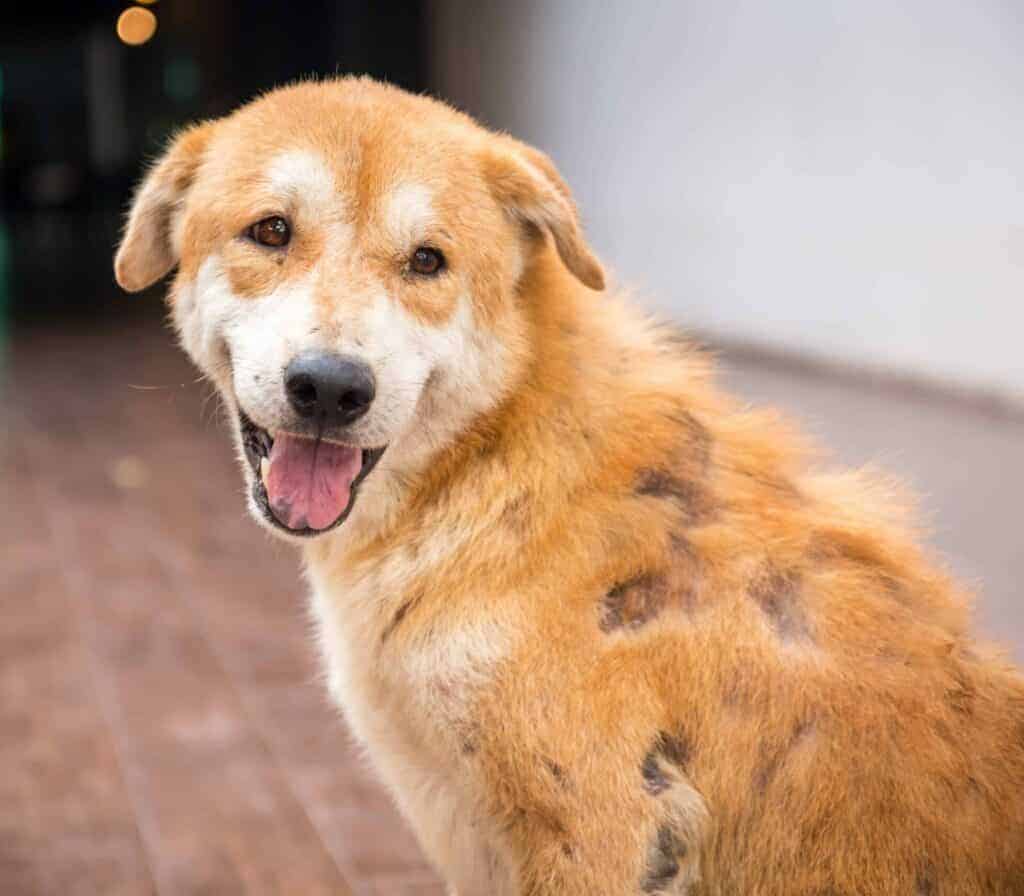 Dog suffers from mange.