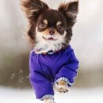 Happy Chihuahua runs through the snow wearing a winter coat. Pamper your puppy this winter and build a strong relationship. With colder-than-usual temperatures expected, keep your pup warm and cozy.