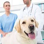 Labrador retriever examined at vet's office. Pet insurance can provide peace of mind by covering the cost of unexpected medical treatments and emergencies.