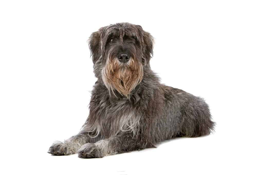 Protection dog breeds like the Giant Schnauzer keep your family safe and secure. They also offer companionship and unconditional love.