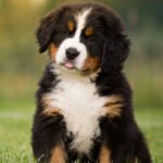 Happy Bernese Mountain Dog puppy. If your puppy shows puppy potty training regression, don't stress. If you’ve successfully potty-trained your puppy once, you can certainly do it again. Consistency is critical; you may need to reestablish your basic routines.