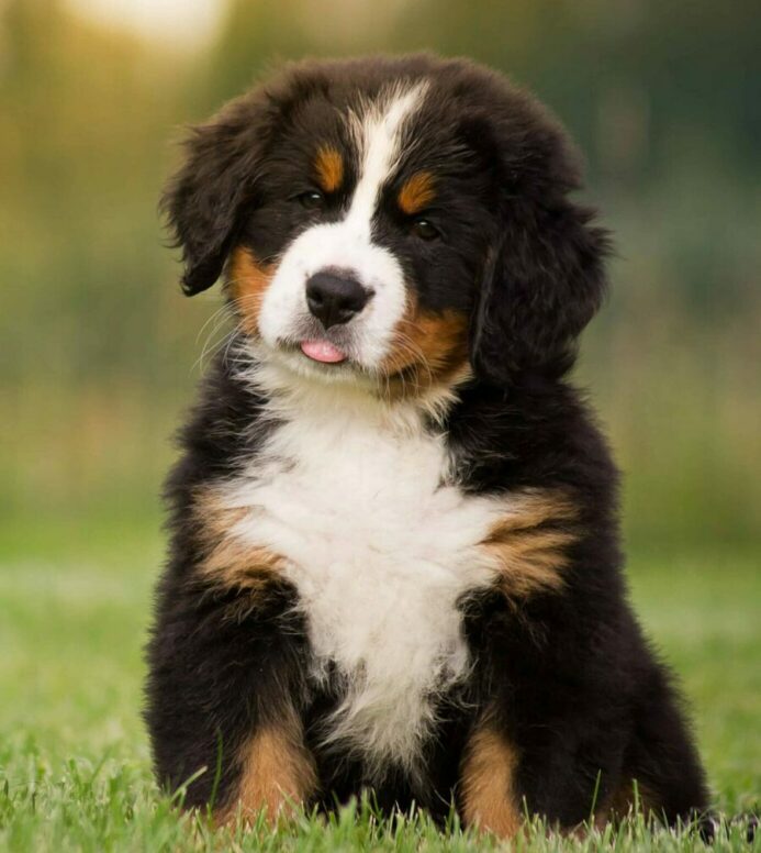 Happy Bernese Mountain Dog puppy. Don't stress if your puppy shows puppy potty training regression.