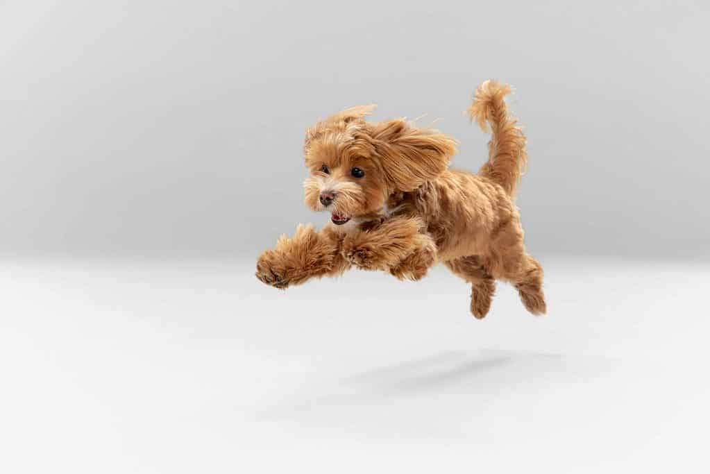 Happy maltipoo puppy on white background. Strengthen your bond and ensure your dog's safety by teaching them to come when called. Teaching recall offers long-lasting rewards.
