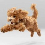 Happy maltipoo puppy on white background. Strengthen your bond and ensure your dog's safety by teaching them to come when called. Teaching recall offers long-lasting rewards.