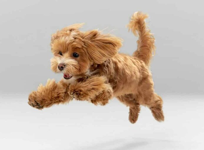 Happy maltipoo puppy on white background illustrates training come when called.
