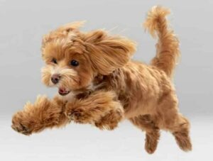 Happy maltipoo puppy on white background. Strengthen your bond and ensure your dog's safety by teaching them to come when called. Teaching recall offers long-lasting rewards.