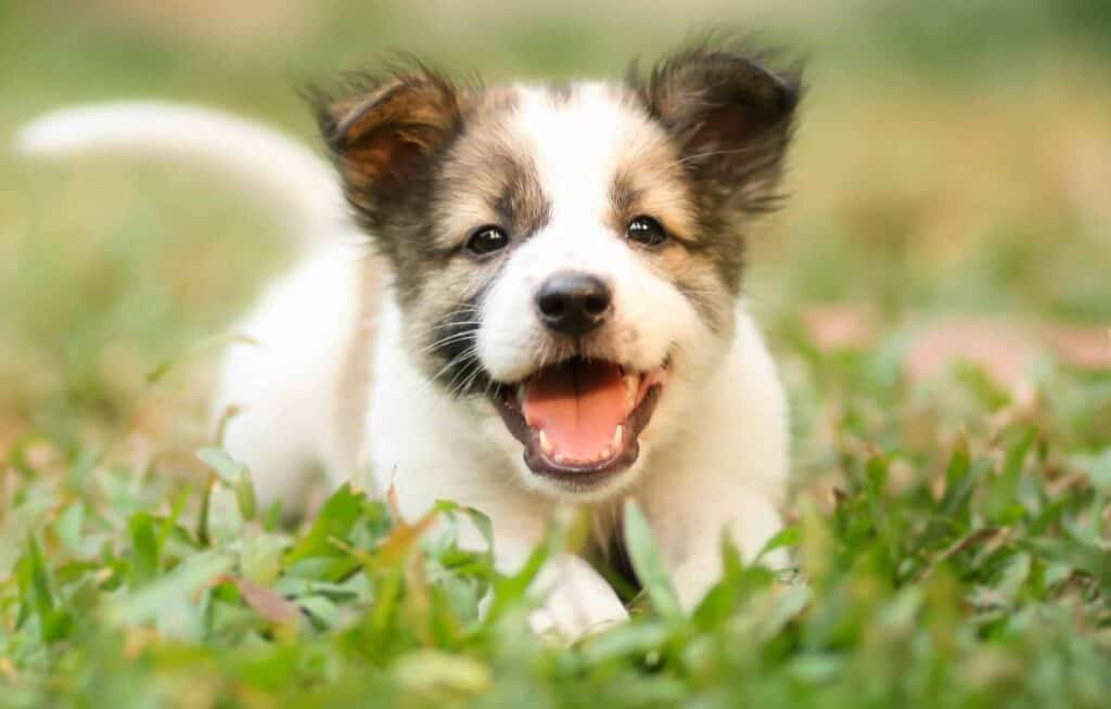 Happy puppy lies in the grass. Puppies are naturally curious and eager to learn, so you must begin with basic commands like "come" early on. That way, your little one will be more likely to understand the command when it is older.