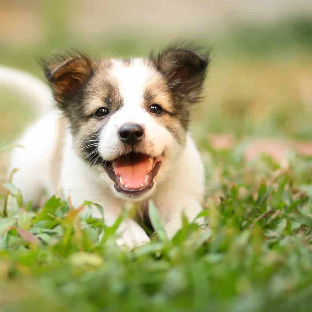 Happy puppy lies in the grass. Puppies are naturally curious and eager to learn, so you must begin with basic commands like "come" early on. That way, your little one will be more likely to understand the command when it is older.