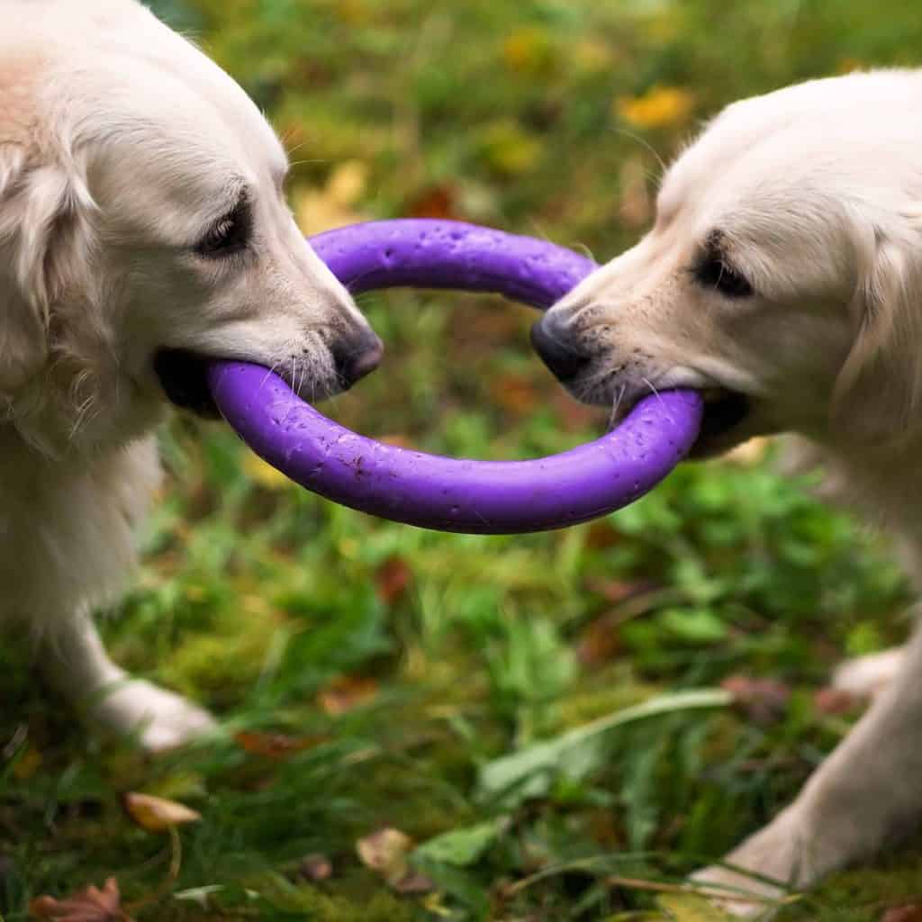 Golden retrievers share a toy. Start sharing training by asking your dog to share toys with you, a friend, or a family member. After your dog masters this skill, you can train it to share toys with fellow canines.