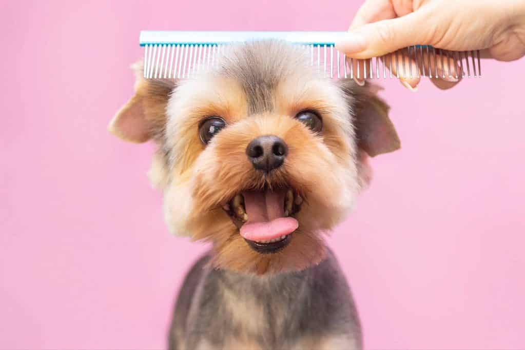 Owner brushes Yorkie's coat. Give your pup a shiny coat and healthy skin by feeding them high-quality protein and omega-3 and omega-6 fatty acids.