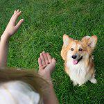 Owner trains corgi. Dogs are quick learners but must be taught what is expected of them.
