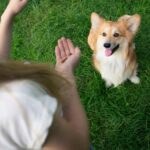 Owner trains corgi. Dogs are quick learners but must be taught what is expected of them.