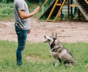 Owner trains husky. Teach a dog no by following these easy steps. This essential command is useful in many different situations.