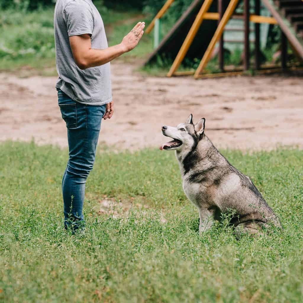 Owner trains husky. Teach a dog no by following these easy steps. This essential command is useful in many different situations.